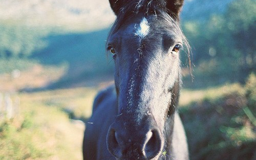 Emésztőgödörből mentettek lovat