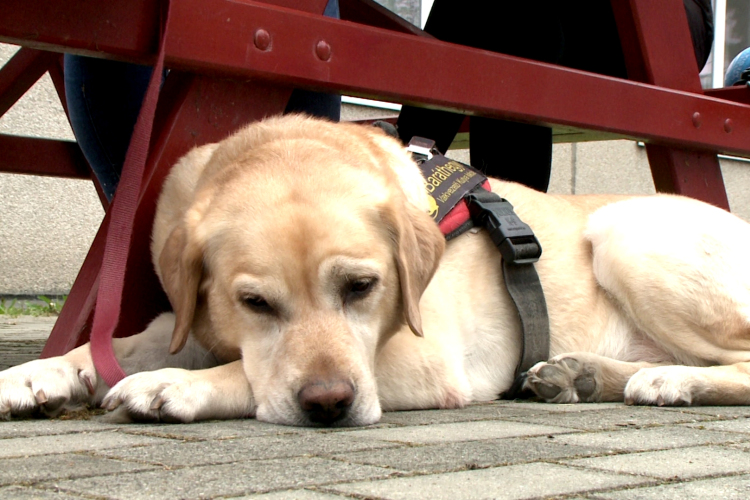 Vakvezető kutyák fontossága