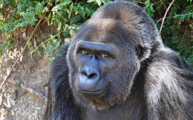 63 évesen elpusztult a legidősebb gorilla
