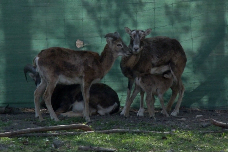 Állati programok Húsvétkor