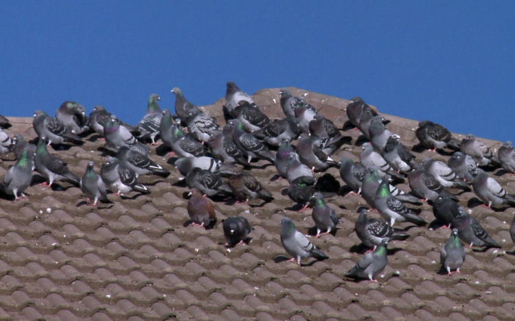 Galambok keserítik meg a lakók életét