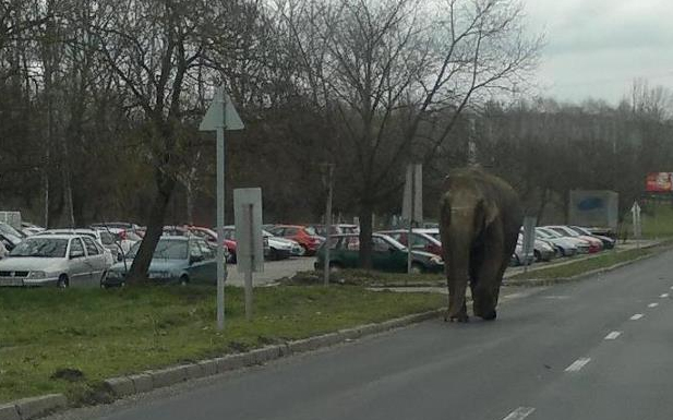 Elszabadult elefánt sétálgatott Zalaegerszegen