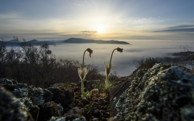 Enyhe, tavaszias idő érkezik hétvégére