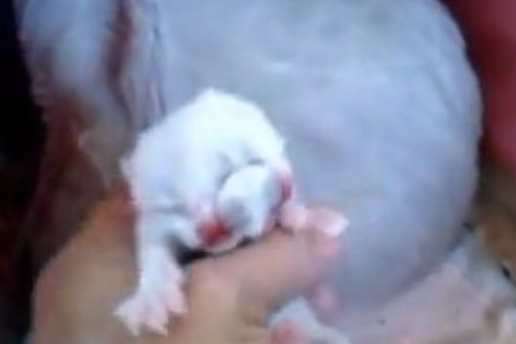 Ritka, kétfejű cica született Brazíliában - videó!