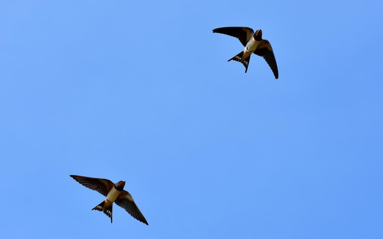 Műfészkekkel segíti a fecskék védelmét a MÁV