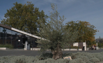 Már százéves olajfa is van a győri Dunakapu téren