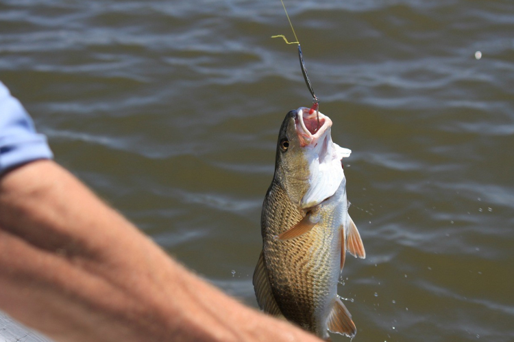 Pecások figyelem! Csekkoljátok az igazolványt, lehet, hogy lejárt az érvényessége