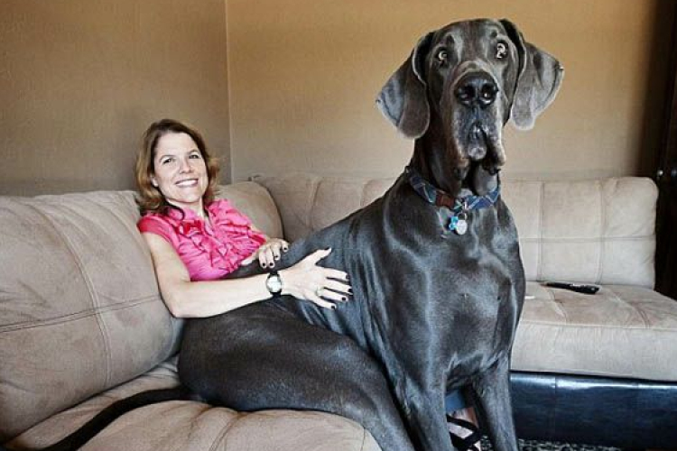 Elpusztult a világ legnagyobb kutyája