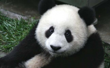 Naphosszat képes bukfencezni a játékos pandabocs