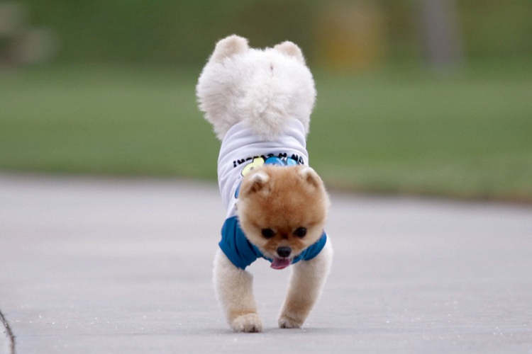 Milliók rajonganak a rekorder kutyáért