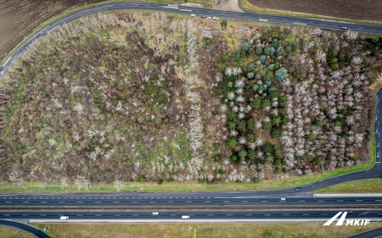 Autópálya-bővítés: a kivágott fák igényelhetőek