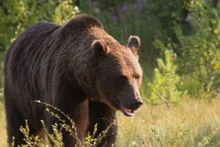 Medve támadt egy 10 éves kisfiúra