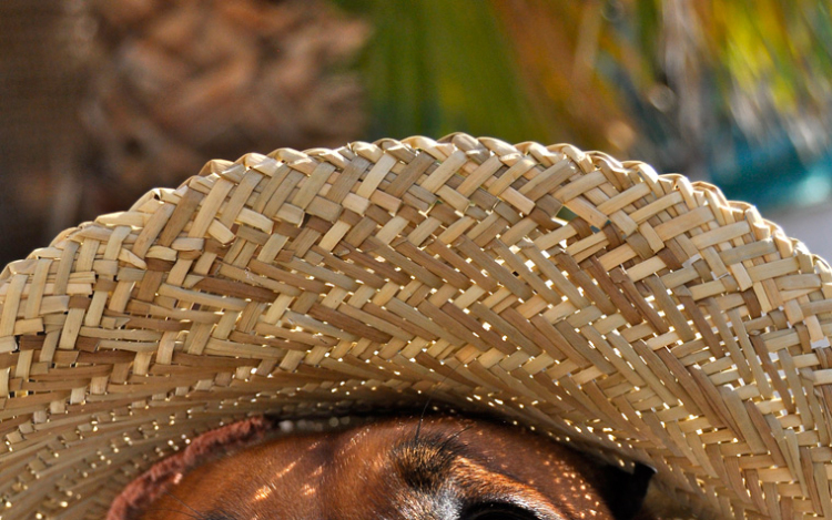 Folytatódik a kánikula