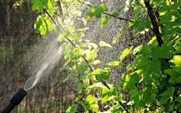 Idén is megóvják a kártevőktől a győri fákat