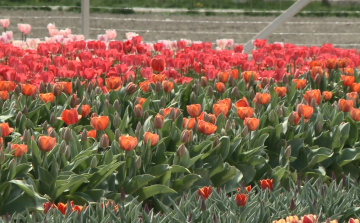 Színes tulipánok Győrladaméron