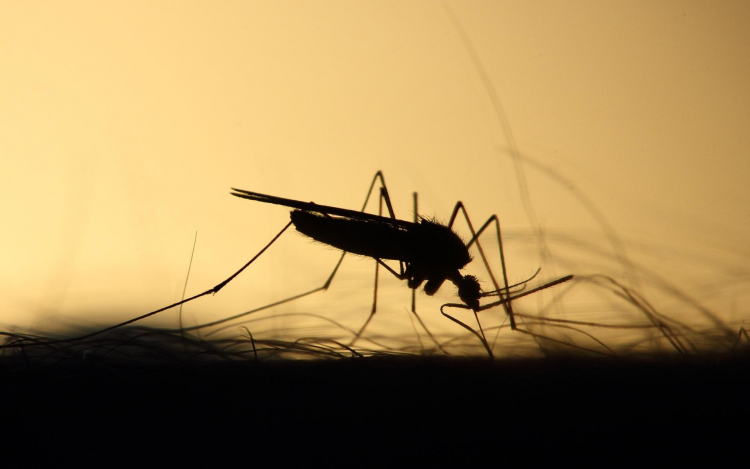 Hétezer hektáron irtják a szúnyogokat