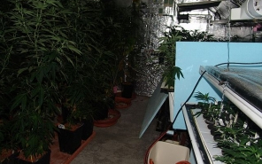 Kábítószer-kereskedelem miatt vádemelést javasol a rendőrség egy 52 éves brit férfi ellen