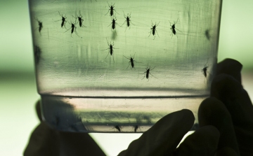 Zikaláz - Várandós nő az első fertőzött Európában