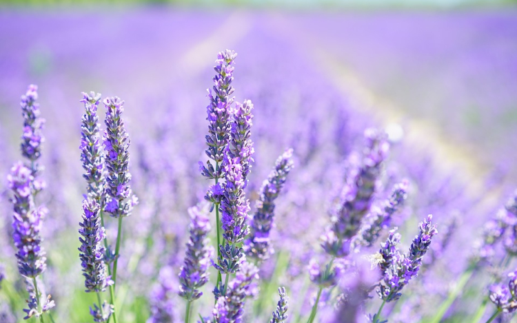 Ezek a növények segítenek, hogy jobban tudj aludni