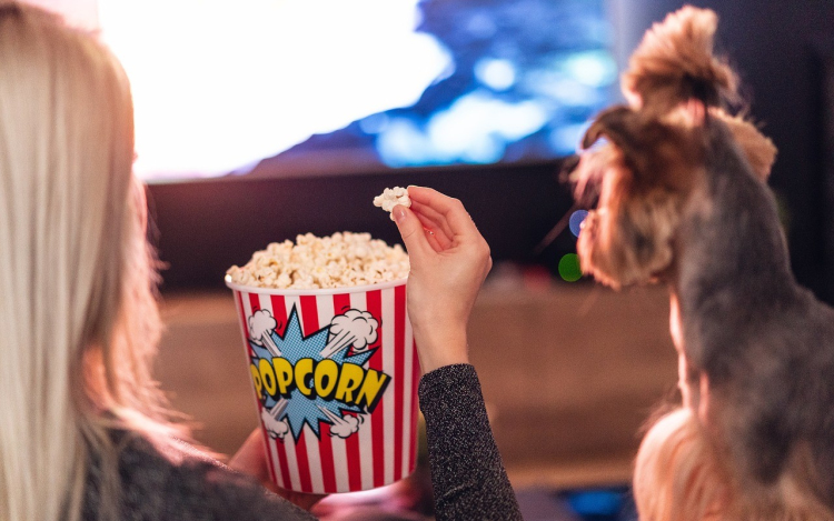 Támogatókat keres a Győri Állatmenhely