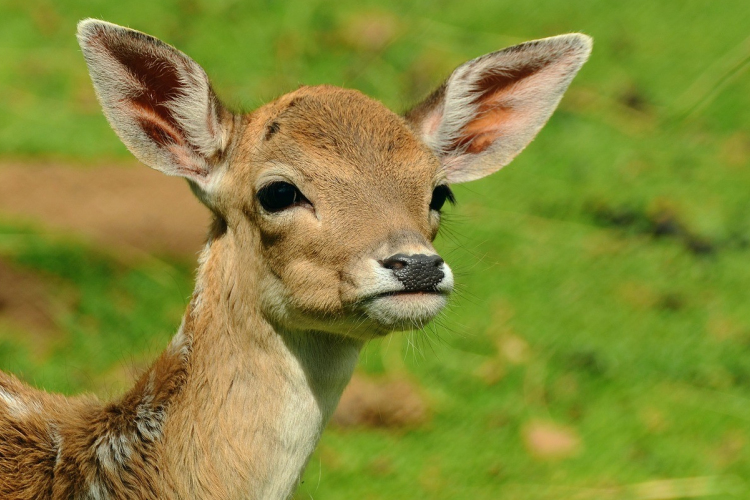 Bébibumm a győri állatkertben